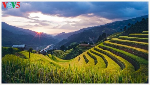 Schöne Reisterrassen in Mu Cang Chai zur Erntezeit - ảnh 5