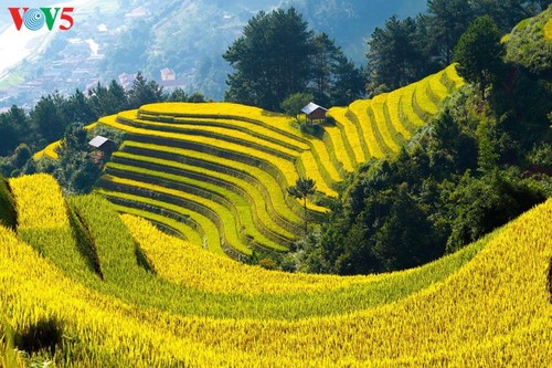 Schöne Reisterrassen in Mu Cang Chai zur Erntezeit - ảnh 6