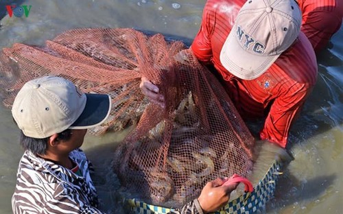 Mekong-Delta fördert Garnelen-Export - ảnh 1