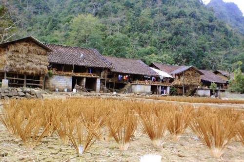 Die traditionelle Herstellung von Räucherstäbchen der Volksgruppe der Nung An in Cao Bang - ảnh 2