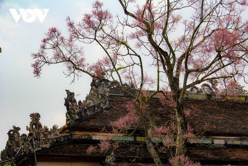 Wutong-Bäume blühen in der Hue-Zitadelle - ảnh 10
