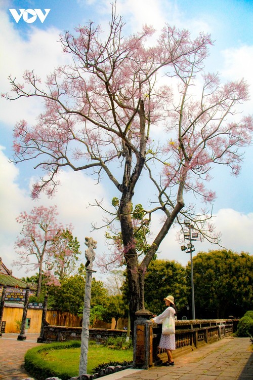 Wutong-Bäume blühen in der Hue-Zitadelle - ảnh 11