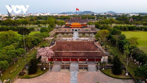 Wutong-Bäume blühen in der Hue-Zitadelle - ảnh 13