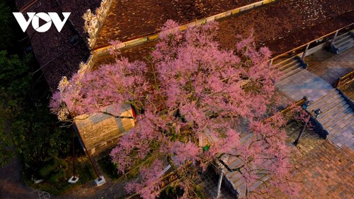 Wutong-Bäume blühen in der Hue-Zitadelle - ảnh 14