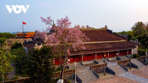 Wutong-Bäume blühen in der Hue-Zitadelle - ảnh 1
