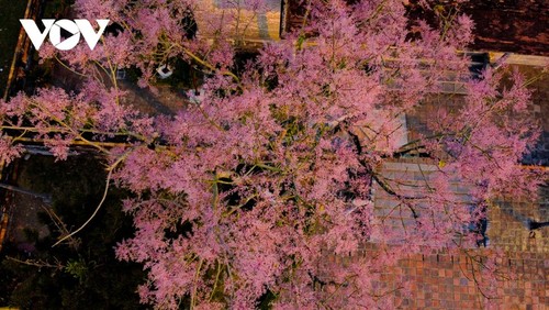 Wutong-Bäume blühen in der Hue-Zitadelle - ảnh 6