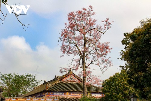 Wutong-Bäume blühen in der Hue-Zitadelle - ảnh 7