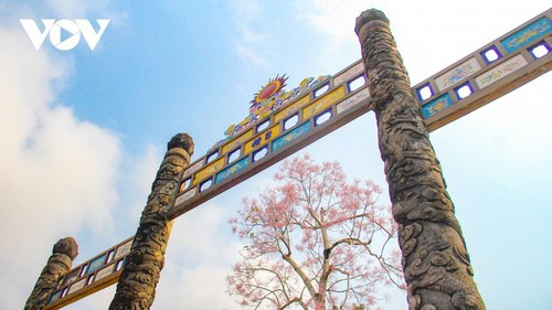 Wutong-Bäume blühen in der Hue-Zitadelle - ảnh 9