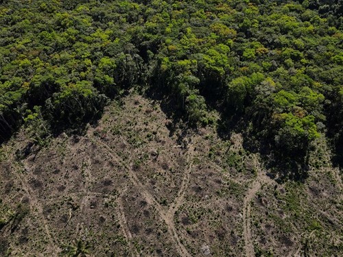 EU-Parlament stimmt für verbindliche CO2-Reduktion durch Wälder und Böden - ảnh 1