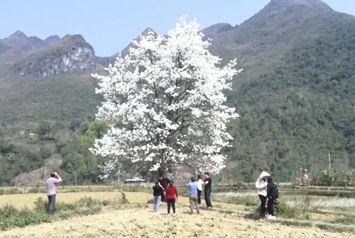 Kulturtag der Mong und Birnenblütenfest in Bao Lac - ảnh 1