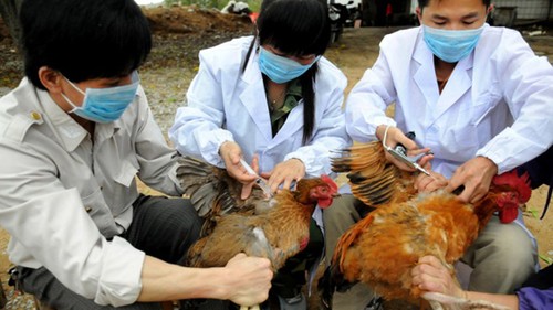 H7N9 merupakan salah satu virus yang paling mudah mengakibatkan kematian - ảnh 1