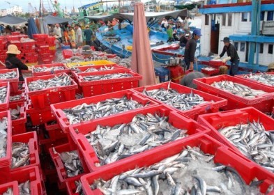 Cabang produksi hasil laut Vietnam tahun 2014: meningkatkan hasil guna dan berkembang secara berkesinambungan - ảnh 1