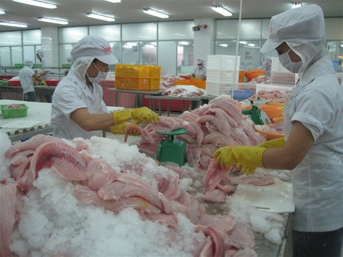 Ada 23 basis bisnis ikan patin Vietnam yang mempunyai cukup syarat untuk melakukan ekspor ke AS - ảnh 1