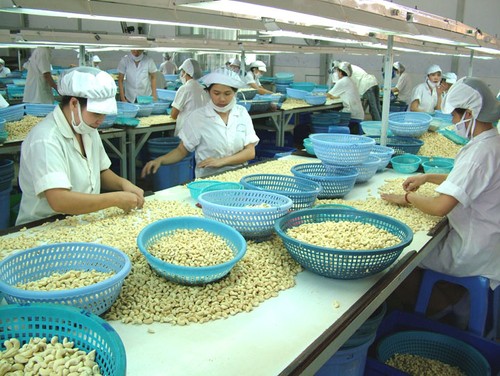 Ekspor kacang mete meningkat, indikasi yang menggembirakan untuk ekspor agribisnis Vietnam pada tahun 2016 - ảnh 1