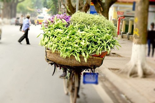 Keindahan bunga bakung paskah di jalan-jalan kota Hanoi - ảnh 5