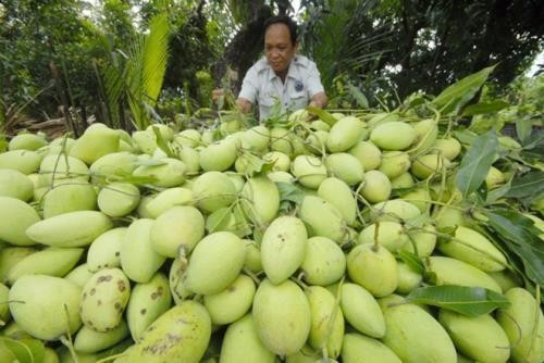 AS akan mengizinkan impor mangga segar dan sawo duren Vietnam - ảnh 1