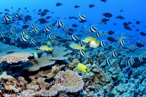 Lebih dari 90 negara berkomitmen akan memberikan sumbangan sebesar miliaran dolar AS dalam mengkonservasikan ekosistem laut - ảnh 1