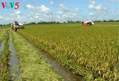 Pertanian daerah dataran rendah sungai Mekong menghadapi tantangan integrasi - ảnh 2
