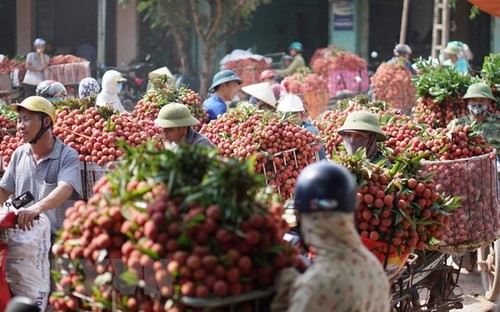 Provinsi Hai Duong mengekspor kira-kira 9.500 ton buah leci - ảnh 1