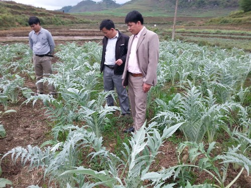 Kabupaten Quan Ba, Provinsi Ha Giang mengembangkan pohon herba obat untuk meningkatkan kehidupan warga - ảnh 1