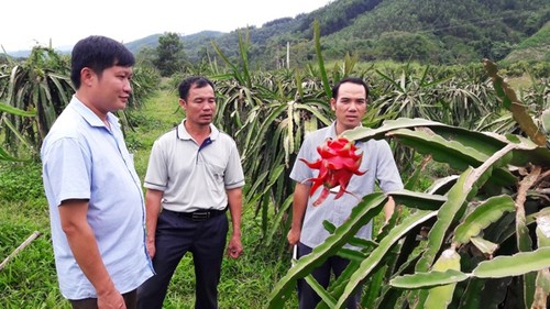 Mengentas dari kemiskinan secara berkesinambungan: Cara yang dilaksanakan di kabupaten pegunungan Nhu Xuan, Provinsi Thanh Hoa - ảnh 1