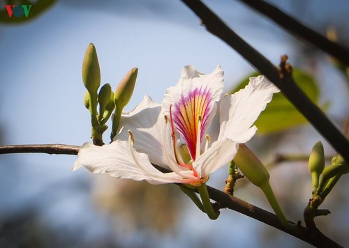 Bunga Ban – bunga melambangkan  gunung dan hutan di daerah Tay Bac - ảnh 1