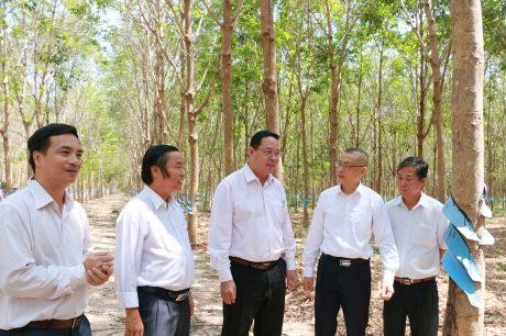 Badan usaha Vietnam mengembangkan penanaman pohon karet dan turut menciptakan lapangan kerja untuk tenaga kerja di Kamboja - ảnh 1