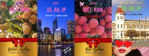 Sembilan ton buah leci segar Vietnam akan segera tiba di pelabuan Australia - ảnh 1