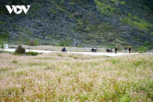 Bunga gandum kuda memesona yang bermekaran di Provinsi Ha Giang - ảnh 2