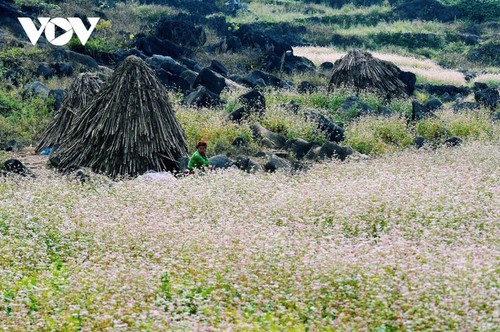 Bunga gandum kuda memesona yang bermekaran di Provinsi Ha Giang - ảnh 3