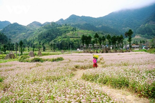 Bunga gandum kuda memesona yang bermekaran di Provinsi Ha Giang - ảnh 8