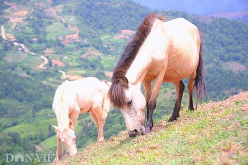 Kunjungi Kuda Putih di Padang Rumput Khau Sao, Provinsi Lang Son - ảnh 7