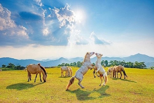 Kunjungi Kuda Putih di Padang Rumput Khau Sao, Provinsi Lang Son - ảnh 9