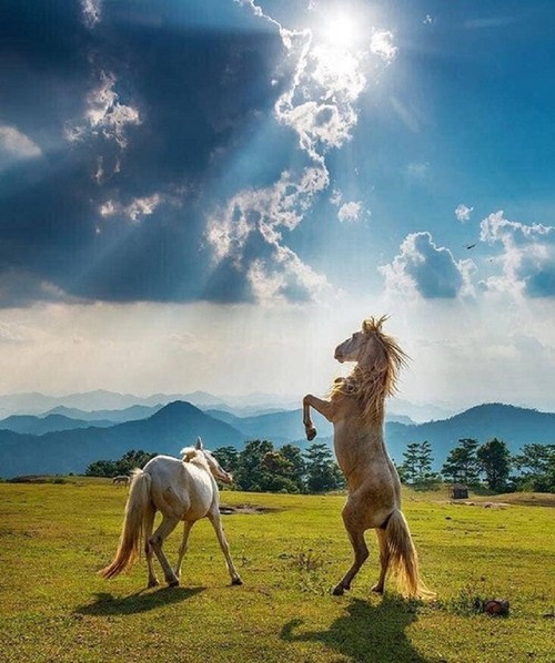 Kunjungi Kuda Putih di Padang Rumput Khau Sao, Provinsi Lang Son - ảnh 10