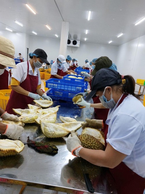 Petani Durian di Provinsi Dak Lak Hadapi Peluang Ketika Pasar Tiongkok Dibuka - ảnh 2