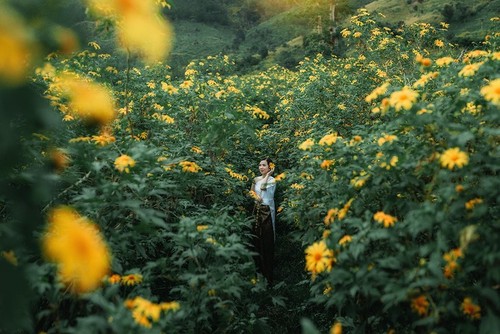 Bunga Kipait Berwarna-warni di Gunung Berapi Chu Dang Ya - ảnh 11