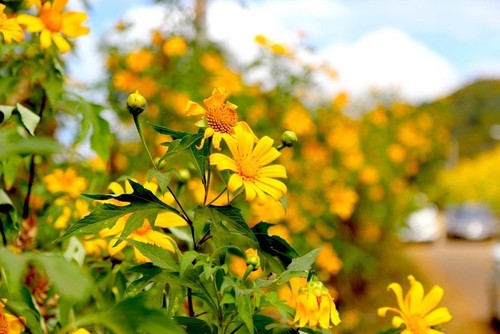Bunga Kipait Berwarna-warni di Gunung Berapi Chu Dang Ya - ảnh 4
