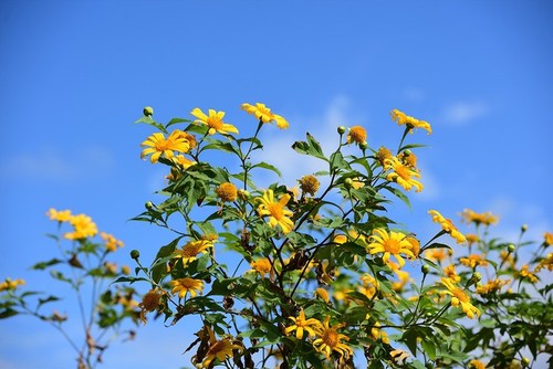 Bunga Kipait Berwarna-warni di Gunung Berapi Chu Dang Ya - ảnh 5