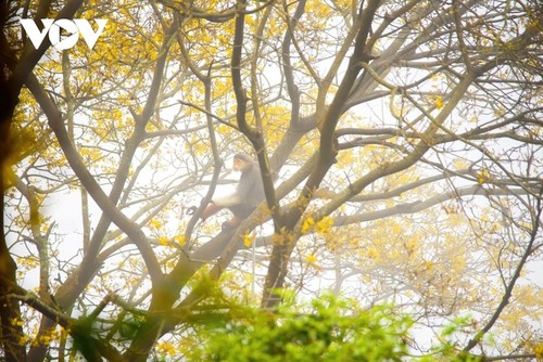 Memandangi Bunga Unik yang Menutupi Sudut Semenanjung Son Tra dengan Warna Kuning - ảnh 5