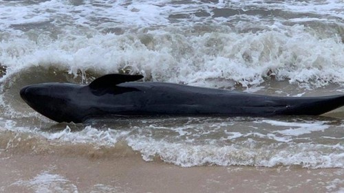 300kg whale washes up on Phu Yen’s beach - ảnh 1