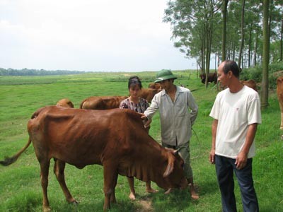 План «реорганизация земельных участков и строительство новой деревни» в Ханое - ảnh 2