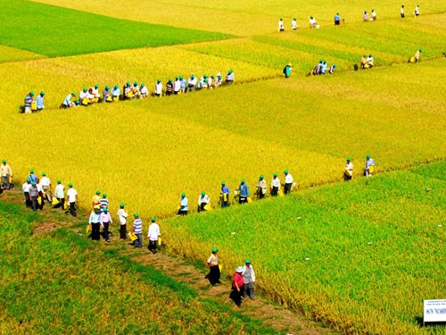 Активизация развития модели больших полей в сельскохозяйственном производстве - ảnh 2