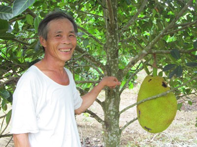 Сельхозкультуры способствуют выходу из бедности в провинции Кханьхоа - ảnh 2