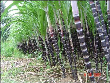 Сельхозкультуры способствуют выходу из бедности в провинции Кханьхоа - ảnh 3