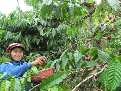 Сельхозкультуры способствуют выходу из бедности в провинции Кханьхоа - ảnh 4