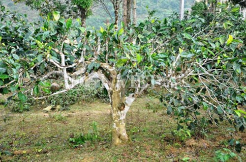 Выращивание чая «Шан Тует» в общине Шуойзанг провинции Иенбай - ảnh 2
