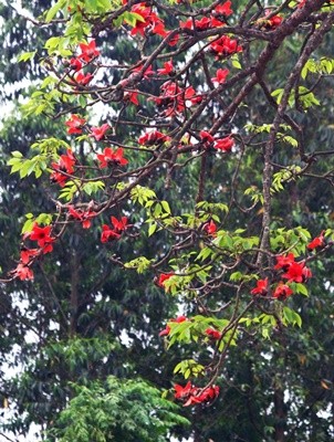 Красное хлопковое дерево в марте - ảnh 1
