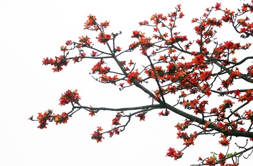 Красное хлопковое дерево в марте - ảnh 4