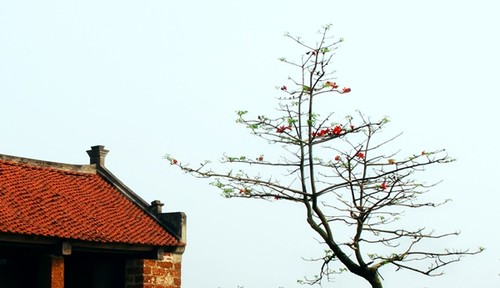 Красное хлопковое дерево в марте - ảnh 5