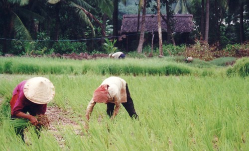 Присущее народности Кинь выращивание поливного риса - ảnh 1